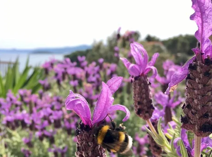 Lägenhet Hvar Lux Basina