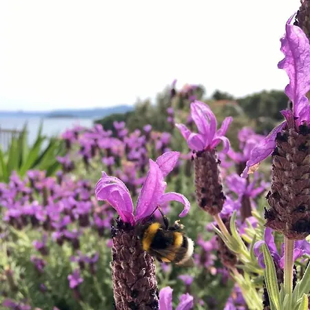 Appartement Hvar Lux Basina